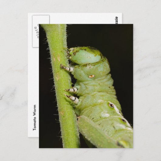 Tomato Worm Postcard Postkarte (Vorne/Hinten)