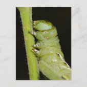 Tomato Worm Postcard Postkarte (Vorderseite)