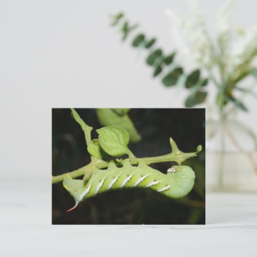 Tomato Worm Postcard Postkarte (Stehend Vorderseite)