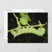 Tomato Worm Postcard Postkarte (Vorne/Hinten)