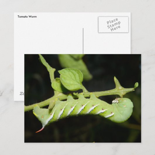 Tomato Worm Postcard Postkarte (Vorne/Hinten)