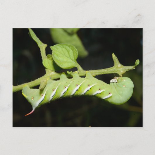 Tomato Worm Postcard Postkarte (Vorderseite)