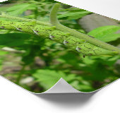 tomatobug poster (Ecke)