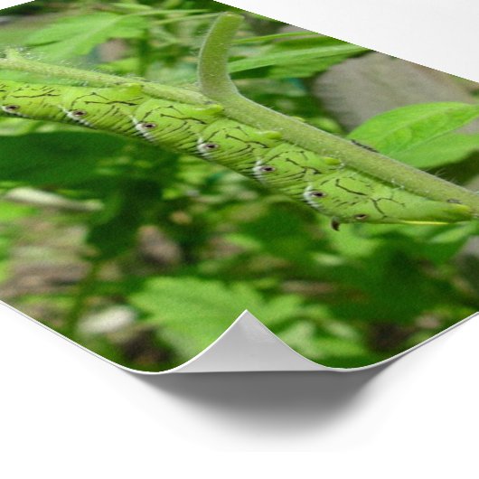 tomatobug poster (Ecke)