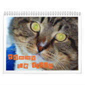 Tommy der Tabby Kalender (Titelbild)