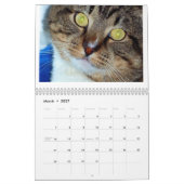 Tommy der Tabby Kalender (Mär 2027)