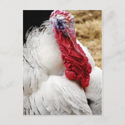 Tommy Postkarte (Vorderseite)