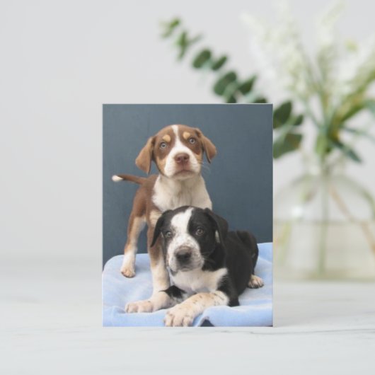 Tommy & Toby Postkarte (Stehend Vorderseite)