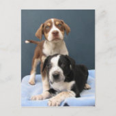 Tommy & Toby Postkarte (Vorderseite)