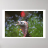 Toms Pieptine Poster (Vorne)