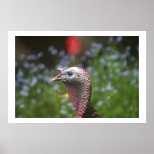 Toms Pieptine Poster (Vorne)