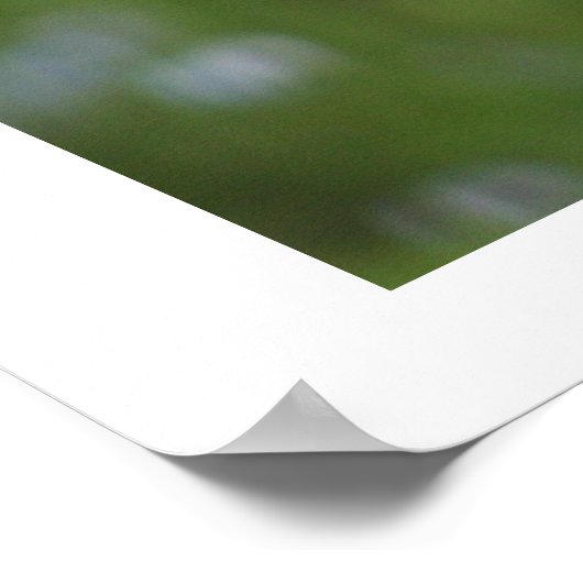 Toms Pieptine Poster (Ecke)