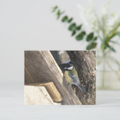 tomtit_1 postkarte (Stehend Vorderseite)