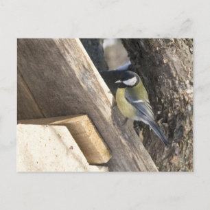 tomtit_1 postkarte