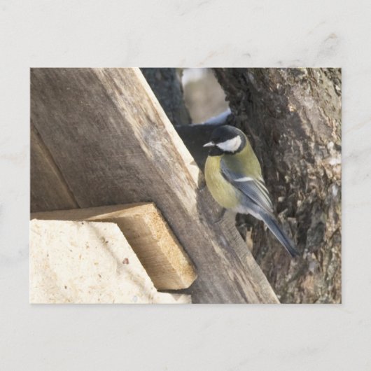 tomtit_1 postkarte (Vorderseite)