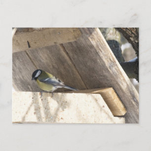 tomtit_3 postkarte