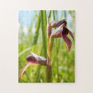 Tongue Orchid Foto Puzzle