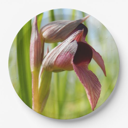 Tongue Orchid Paper Teller (Vorderseite)