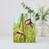 Tongue Orchid Postcard Postkarte (Stehend Vorderseite)