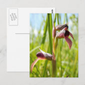 Tongue Orchid Postcard Postkarte (Vorne/Hinten)