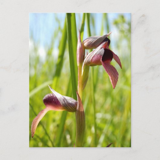 Tongue Orchid Postcard Postkarte (Vorderseite)