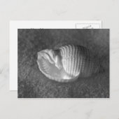 Tonna Tesselata Postkarte (Vorne/Hinten)