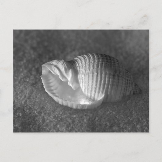 Tonna Tesselata Postkarte (Vorderseite)