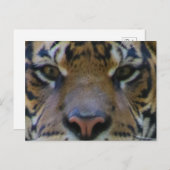 Tony Postkarte (Vorne/Hinten)