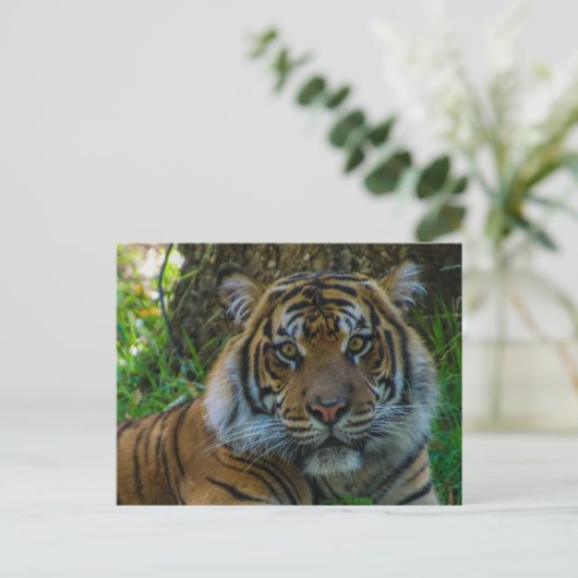 Tony Postkarte (Stehend Vorderseite)