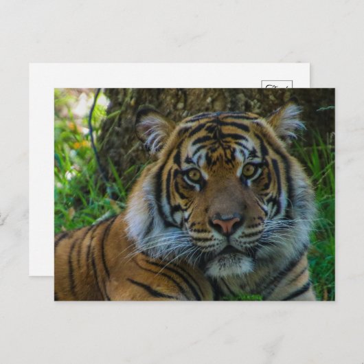 Tony Postkarte (Vorne/Hinten)