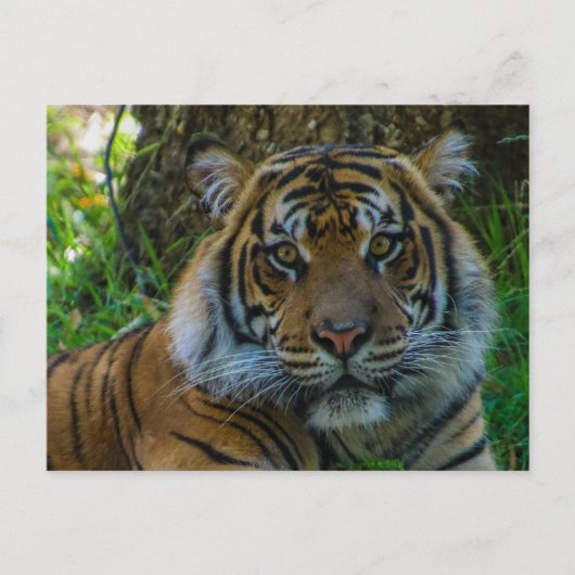 Tony Postkarte (Vorderseite)