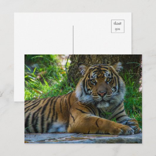 Tony Postkarte (Vorne/Hinten)