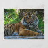 Tony Postkarte (Vorderseite)