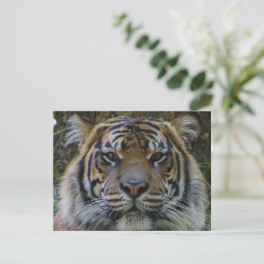 Tony Postkarte (Stehend Vorderseite)