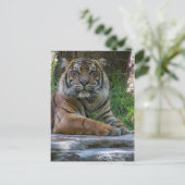 Tony Postkarte (Stehend Vorderseite)