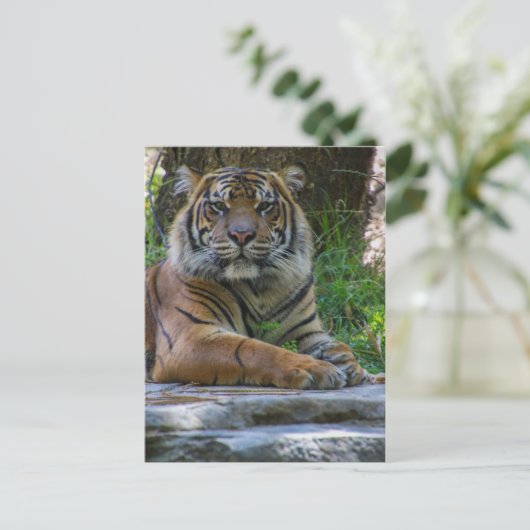 Tony Postkarte (Stehend Vorderseite)