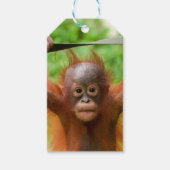 Too Cute to Handle – Little Orangutan Geschenkanhänger (Vorderseite)