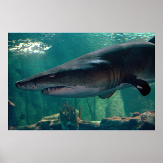 Toofy Li'l Grin Poster (Vorne)