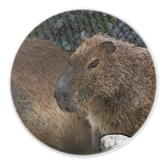 Toony Capibarah Keramikknauf (Vorderseite)
