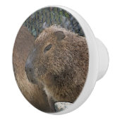 Toony Capibarah Keramikknauf (Rechts)