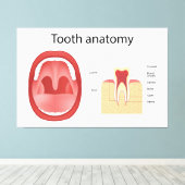 Tooth anatomy leinwanddruck (Insitu (Holzboden))