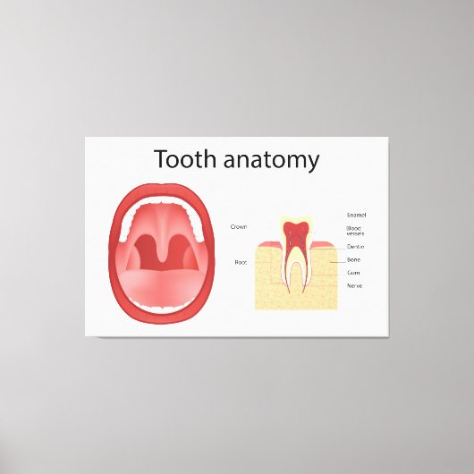 Tooth anatomy leinwanddruck (Vorderseite)