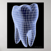 Tooth, computer artwork of a molar tooth poster (Vorne)