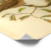 Toothled Bower Bird Brown Vintag Print Poster (Ecke)