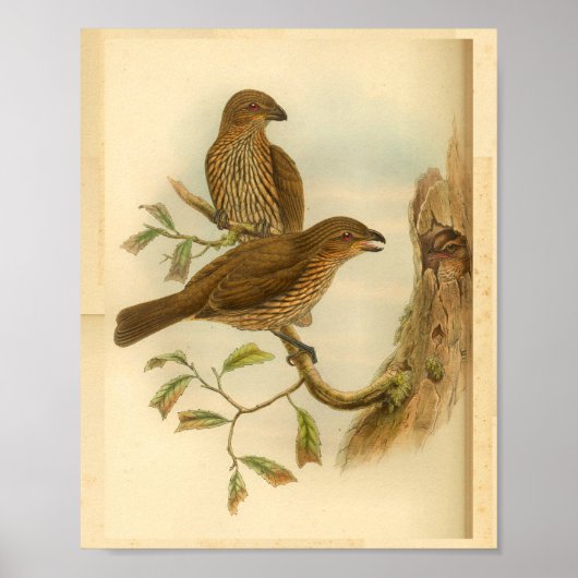 Toothled Bower Bird Brown Vintag Print Poster (Vorne)