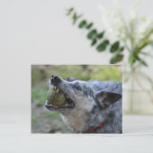 Toothy Ball Postkarte (Stehend Vorderseite)