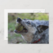 Toothy Ball Postkarte (Vorne/Hinten)