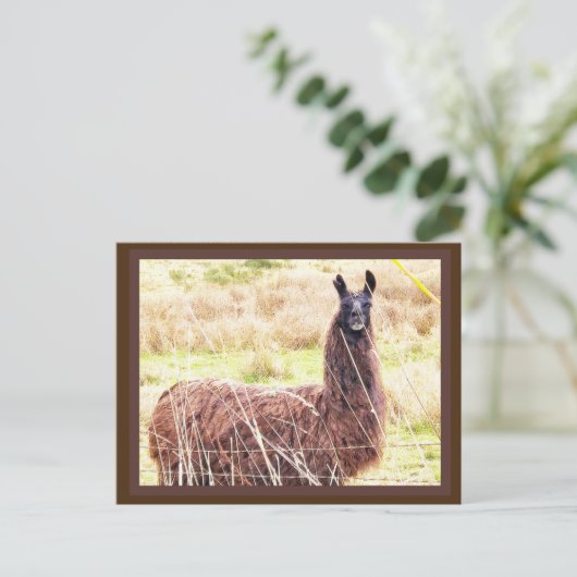 Toothy Lama Postcard Postkarte (Stehend Vorderseite)