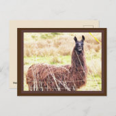 Toothy Lama Postcard Postkarte (Vorne/Hinten)