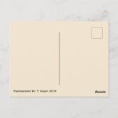 Toothy Lama Postcard Postkarte (Rückseite)